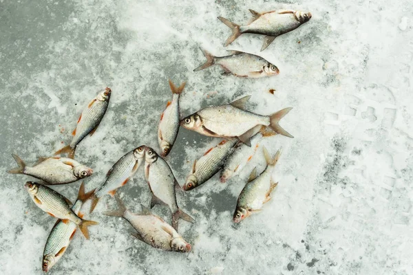 Pesca Inverno Peixe Gelo Uma Viagem Pesca Inverno — Fotografia de Stock