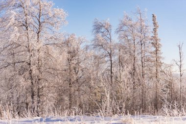 Ağaçlar tamamen buzla kaplı. Gün batımında beyaz sessizlik.