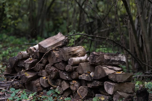 Hög Med Trä Skogen Gammalt Svartnat Trä Skuggan Träden — Stockfoto