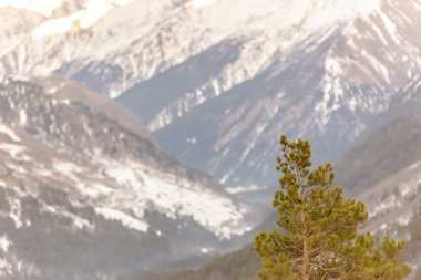 Cheget Dağı 'ndaki çam ağacı. Yalnız bir çam ağacı Elbrus Vadisi 'nin arka planında.