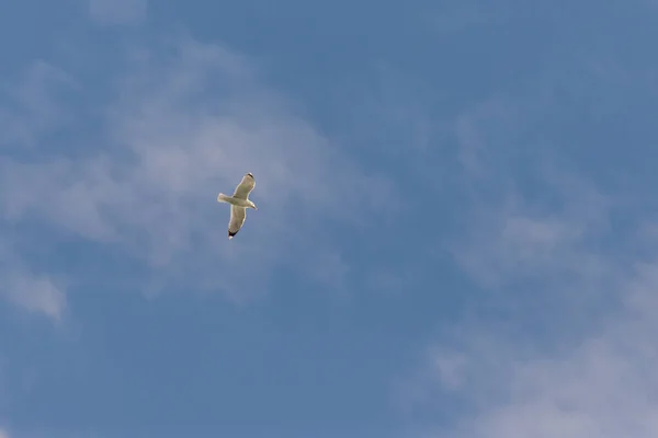 Möwe Gegen Himmel Ein Vogel Mit Ausgestreckten Flügeln Flug — Stockfoto