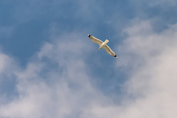 Martı Gökyüzüne Karşı Uçan Kanatlarını Açmış Bir Kuş — Stok fotoğraf