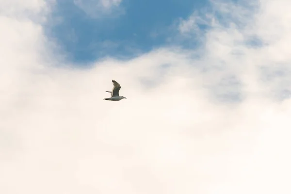 Martı Gökyüzüne Karşı Tepesinde Kanatları Olan Uçan Bir Kuş — Stok fotoğraf