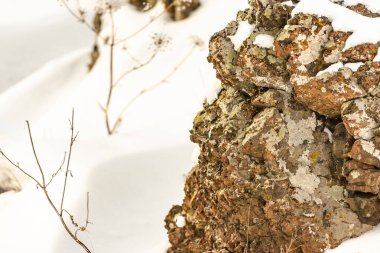 Karda yosun olan bir taş. Karların altından bir kaya dikizliyor..