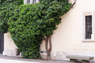 Ivy ağacı duvar boyunca örüyor. Duvara karşı çok yoğun bir hasır fabrikası..