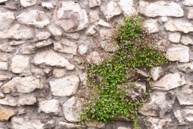 Bitki taş duvar boyunca zikzak çiziyor. Kaba bir taş ve küçük pembe çiçekli bir bitki..