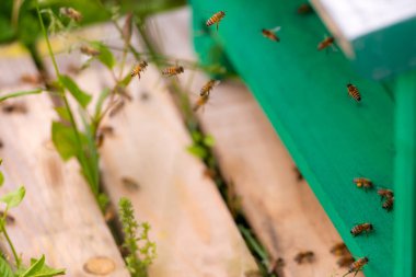 Arılar evlere uçar. Kovana girmeden önce havada çok arı vardı. Bahar ve ilk bal.