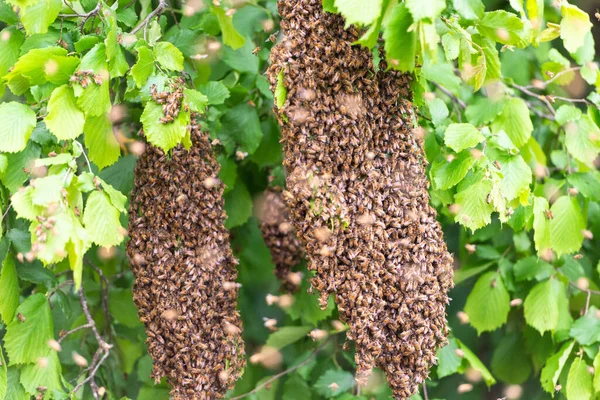 Bees swarm the trees. Two swarms on the branches of the trees flew out of the hive.