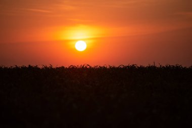 Bahar mısır tarlasında şafak vakti. Parlak güneş ve karanlık alan. Genç mısırlar ufukta.