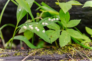 Bahar ormanındaki vadi zambakları. Vahşi orman ve çiçekler eski ağaçların gölgesinde.