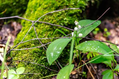 Bahar ormanındaki vadi zambakları. Vahşi orman ve çiçekler eski ağaçların gölgesinde.