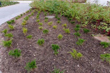 Peyzaj işinde genç bir ardıç. Moskova 'nın avlularında yeni bir peyzaj standardı.