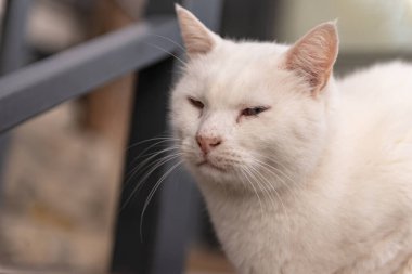 Street cat. The white cat squinted. The cat with all his appearance expresses how everyone got him.