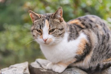 Sokak kedisi. Beyaz göğüslü bir kedi kayaların üzerinde oturur. Uyuşturucu almış çok renkli bir kedi.