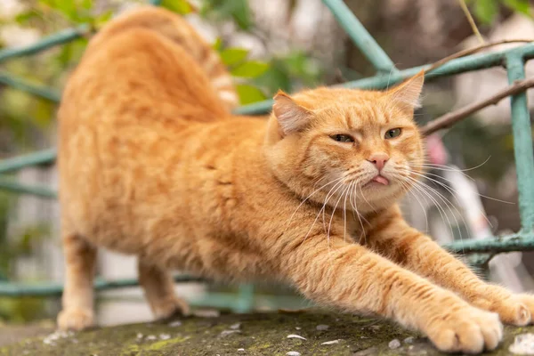 Street Cat Beautiful Red Cat Stretches Shows Tongue Cat Stretches — Stock Photo, Image