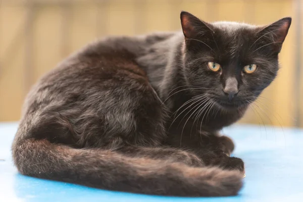 Straat Kat Zwarte Kat Klaar Weg Lopen Kat Ligt Het — Stockfoto