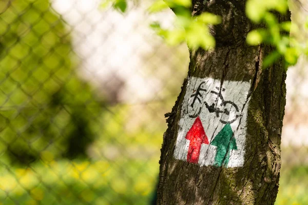 Radwegbeschilderung Ein Weißes Schild Einem Baum Weist Radfahrern Die Fahrtrichtung — Stockfoto