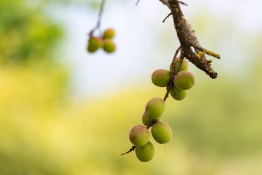 Genç yeşil erik. Mayıs ayında, erikler ağaçların dallarında olgunlaşır. Ağaçtaki meyveler olgunlaşmayı bekliyor..