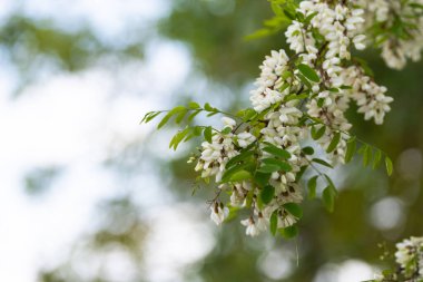 Bahar çiçekli manolya. Bir ağaç dalı beyaz çiçeklerle açar ve arıları bekler..