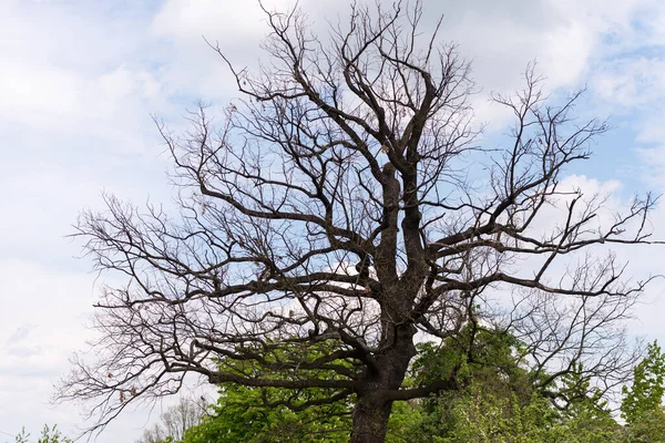 Llegó Primavera Árbol Secó Ébano Primavera Sin Una Sola Hoja — Foto de Stock