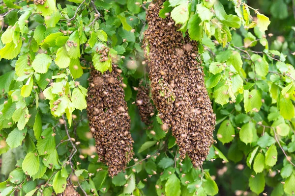 Schwärmende Bienen Auf Einem Baum Drei Große Bienenschwärme Zwischen Den — Stockfoto