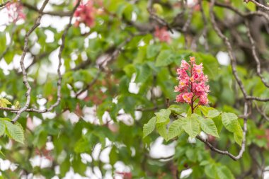 Bahar çiçekli manolya. Bahar çiçekli manolya. Bir ağaç dalı beyaz çiçeklerle açar ve arıları bekler..