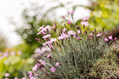 Yamaçlarda bahar karanfili. Parlak bir leylak karanfili çalısı..