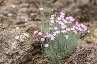 Yamaçlarda bahar karanfili. Parlak bir leylak karanfili çalısı..