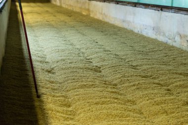 Malt tohumu mahzeni. Yeraltında büyük odalar. Nemli sıcaklıkta malt tomurcuklanması için. Tohumları olan geniş kapsamlı bir bodrum..