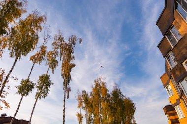 Evlerin ve yüksek huş ağaçlarının arka planında mavi gökyüzünde bir uçak. Parlak bir günbatımı ve tüylü bulutlu tatlı bir gökyüzü..