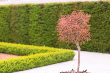 Bratislava Castle Parkı. Beyaz taş parkı kaplamış. Bahçedeki yeşil çalılar, genç ağaçlar ve heykeller. Bahar bahçesindeki parlak ağaç.
