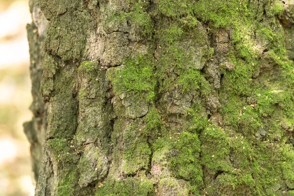 Gammal Bark Nära Håll Mossa Barken Gammal Fokusera Bilden Insidan — Stockfoto