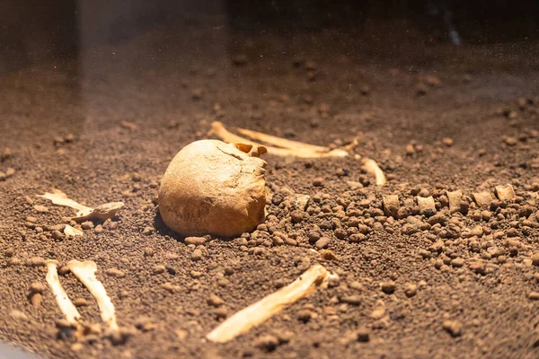 骷髅和骨头在地下 人的骨骼散落在地上 — 图库照片