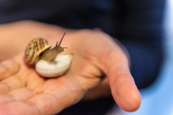 Grape Snail Your Hands Small Snail Palms Hands Crawls Shell — Stock fotografie