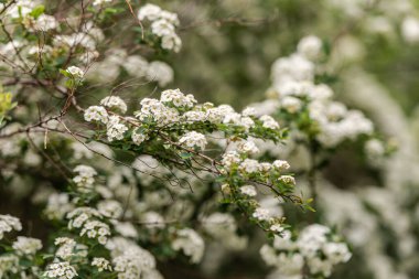 Ağaç baharda çiçek açar. Kiraz çiçekleri, belki de değildir..