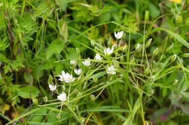Mayıs 'ta İtalya' nın dağlarında kır çiçekleri. İtalya 'nın dağlarında, köylerin arasında çiçek açan manolyalar..