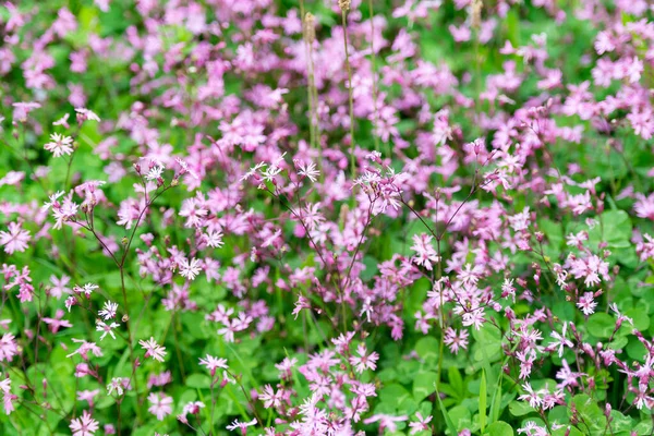 イタリアの山の中で5月に野生の花 小さな紫色の花はトスカーナの斜面で非常に密に成長します — ストック写真
