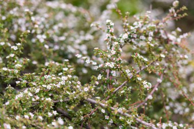 İtalya dağlarında çiçek açan bir ağaç. Kiraz ağacına benzeyen bir çiçek ağacı..