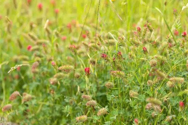 Wildflowers May Mountains Italy Fluffy Red Flowers Various Grasses Mountain — Stock Photo, Image