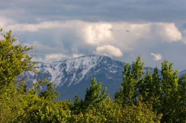 Bahar ağaçlarının arkasında karla kaplı bulanık dağlar. Avusturya 'daki dağlar ve ormanlar.