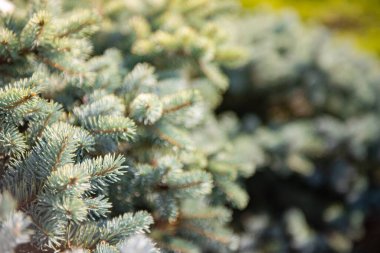 Dikenli ladin Glauca globosa yakın plan. Varyete ladini çocuk odasında satılır..