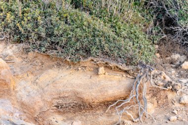 Beautiful juniper on the rocks. The Japanese call it Yamadori. In the light of the setting sun, we admire the natural bonsai on the rocks of Cyprus.