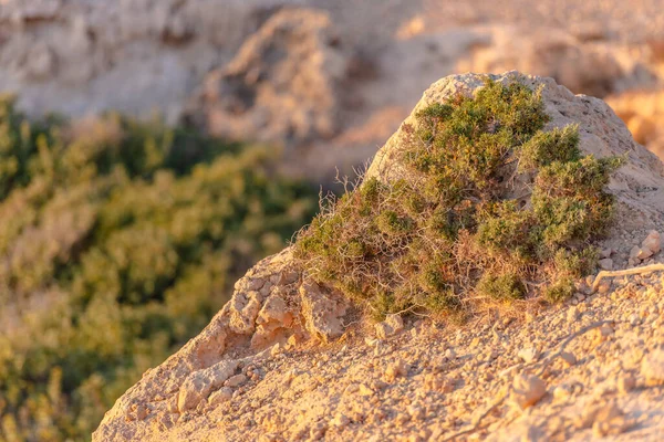 Beautiful juniper on the rocks. The Japanese call it Yamadori. In the light of the setting sun, we admire the natural bonsai on the rocks of Cyprus.