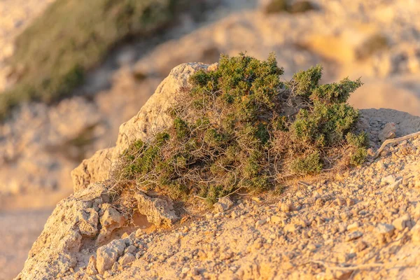 Beautiful juniper on the rocks. The Japanese call it Yamadori. In the light of the setting sun, we admire the natural bonsai on the rocks of Cyprus.