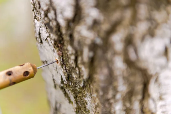 Проверяю Древесину Гнилые Участки Специальный Прибор Анализа Дерева Здоровье Березу — стоковое фото