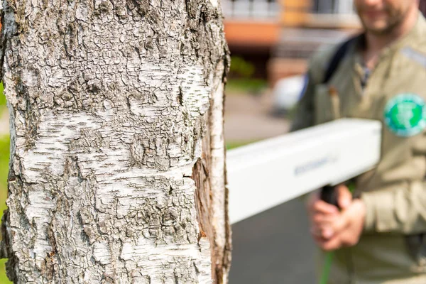 Проверяю Древесину Гнилые Участки Специальный Прибор Анализа Дерева Здоровье Инспектор — стоковое фото