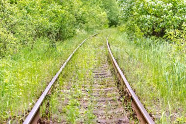 Demiryolu çimlerle kaplanmış. Ormana giden eski raylar. Demiryollarını kapatın..