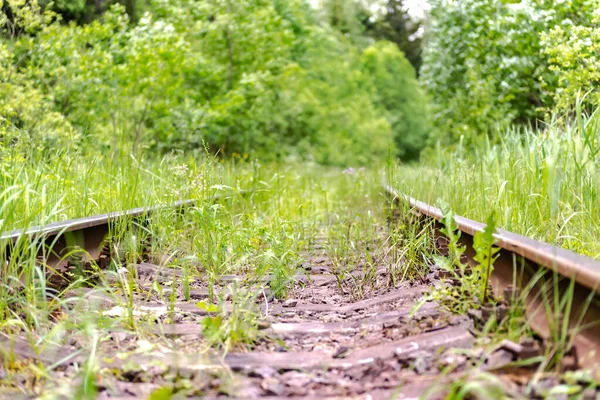 Järnvägsspår Övervuxna Med Gräs Gamla Räls Går Skogen Järnvägar Närbild — Stockfoto