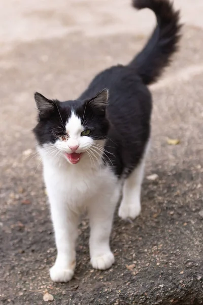 Tek Gözü Olmayan Bir Kedi Yırtık Gözlü Yırtık Pırtık Siyah — Stok fotoğraf