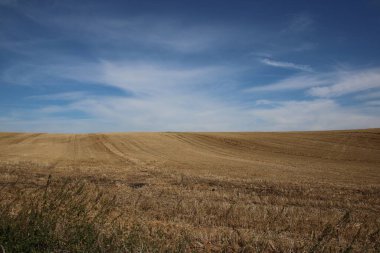 Yazın kırsalın ortasında bir buğday tarlası